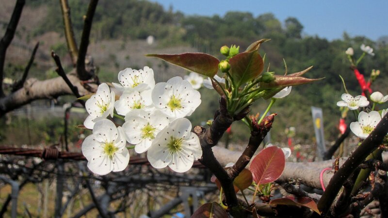 White Pear Blossoms — Serene, Spring, Photograph, Tree Branches