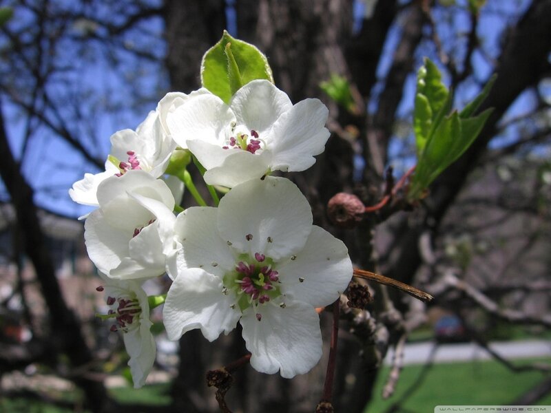 White Pear Blossoms — Serene, Spring