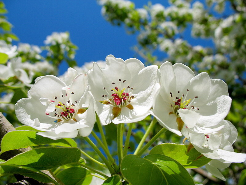 White Pear Blossoms — Serene
