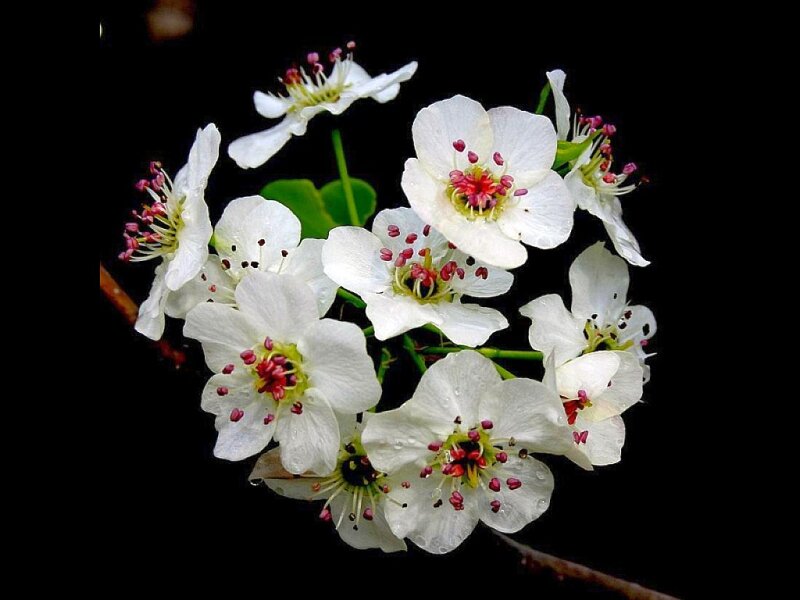 white pear blossoms