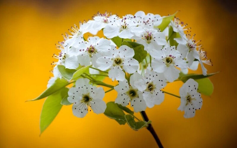 White Pear Blossoms — Yellow, Serene