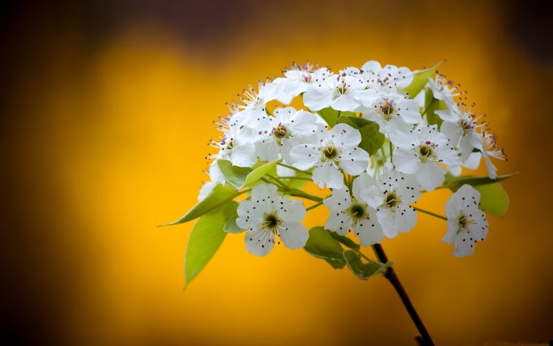 White Pear Blossoms — Yellow