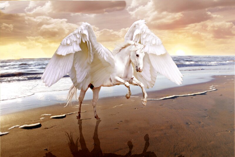 White Pegasus on Beach