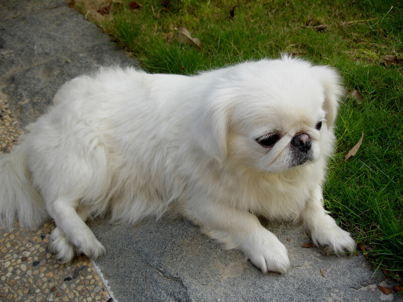 White Pekingese Dog — Calm