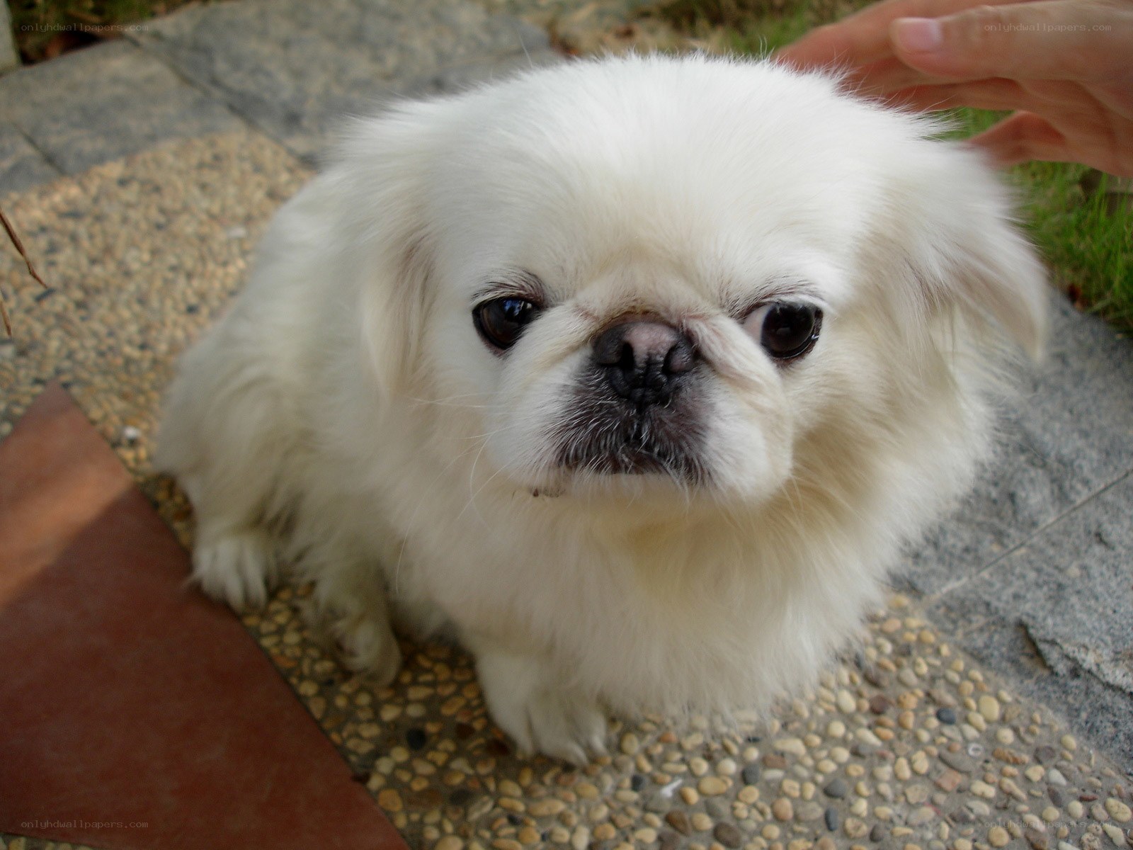 white pekingese dog outdoors