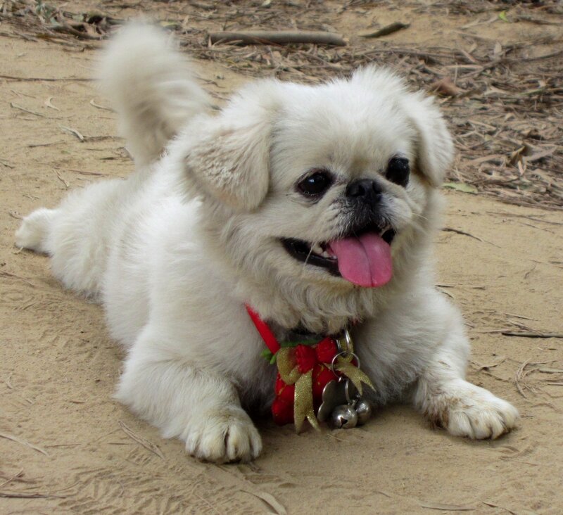 White Pekingese Dog — Playful