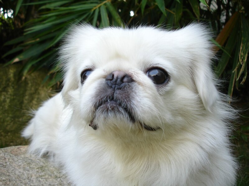 white pekingese dog
