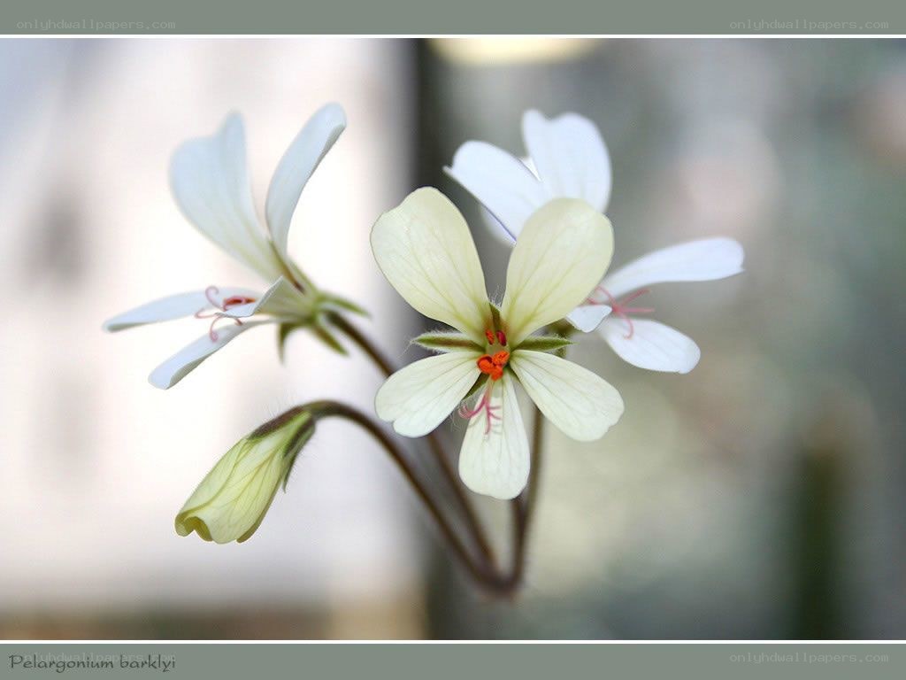 White Pelargonium flowers