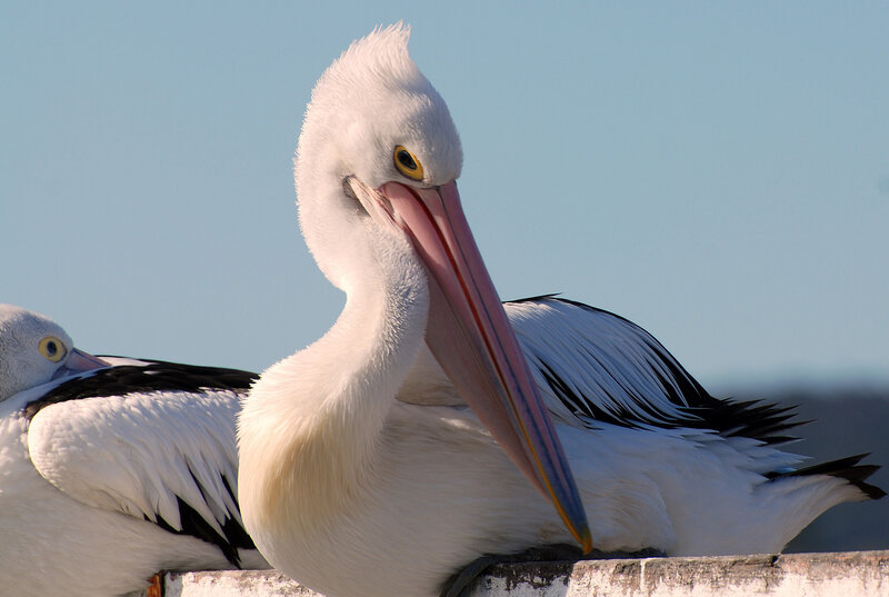 White Pelican Bird