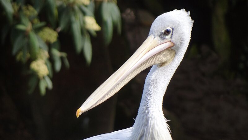 White Pelican Head