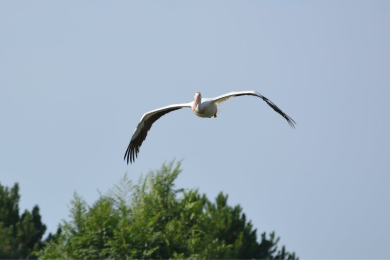 White Pelican in Flight — Blue