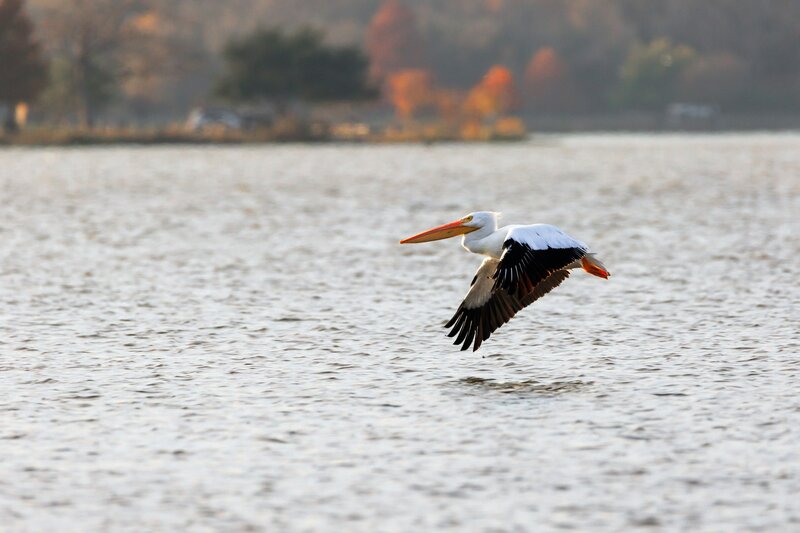 White Pelican in Flight — Serene
