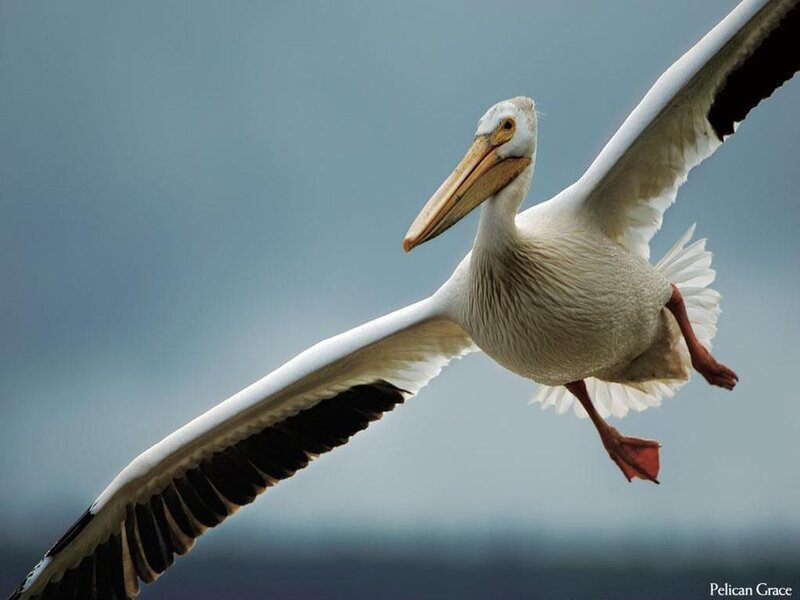 White pelican in flight