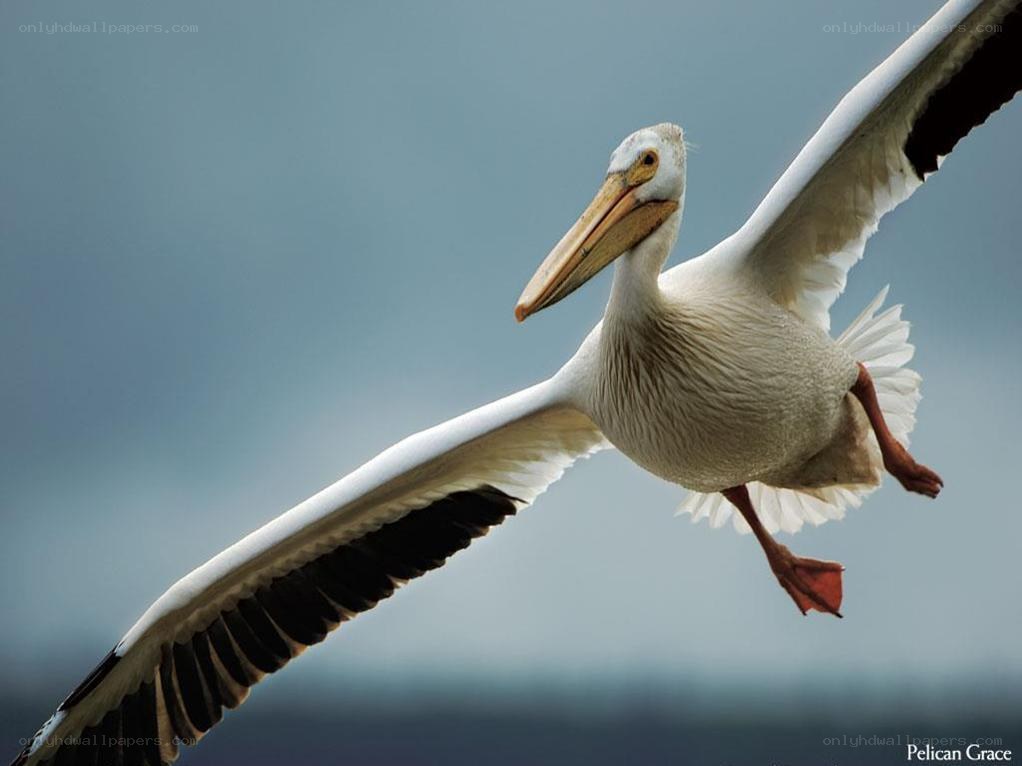 White pelican in flight