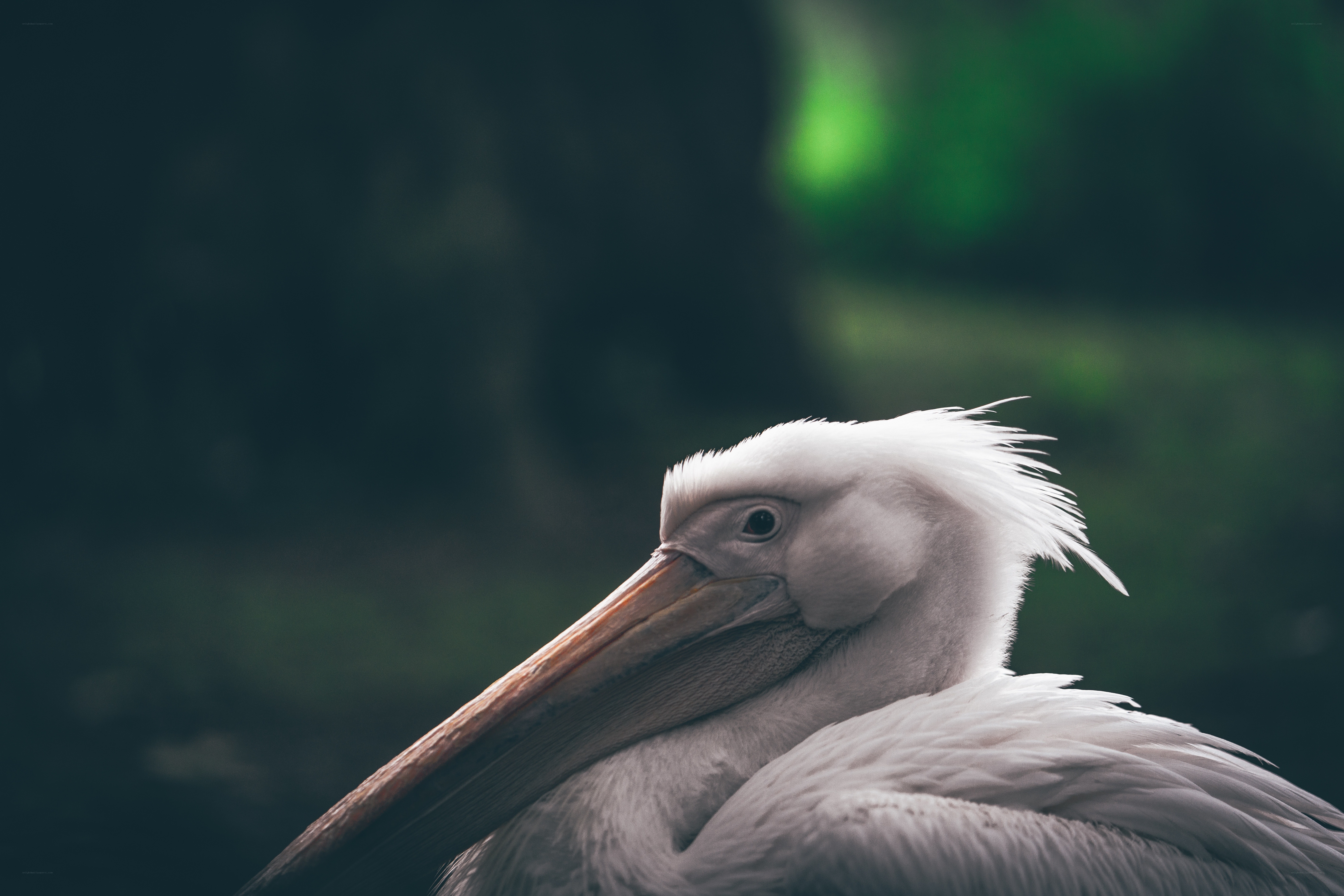 white pelican in nature