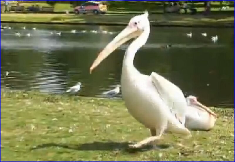White Pelican on Grass — Green