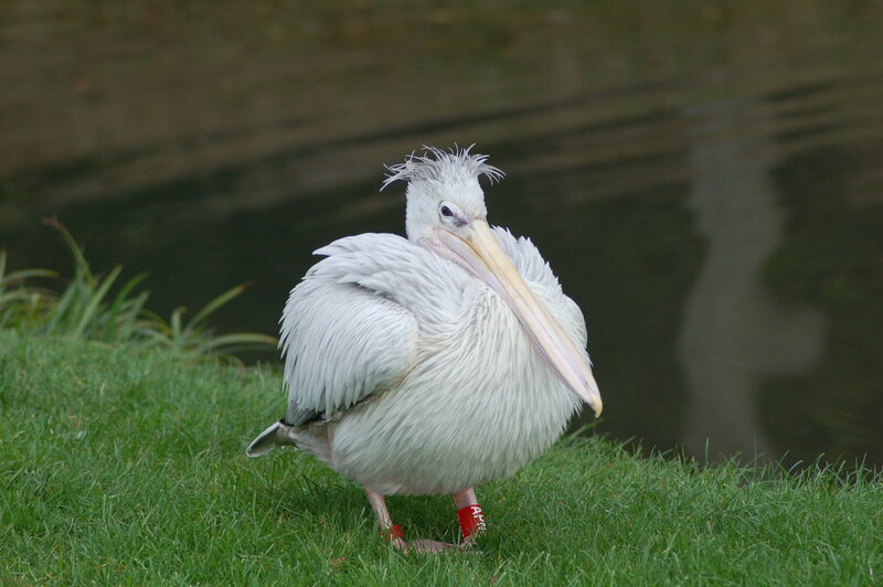 White pelican on grass