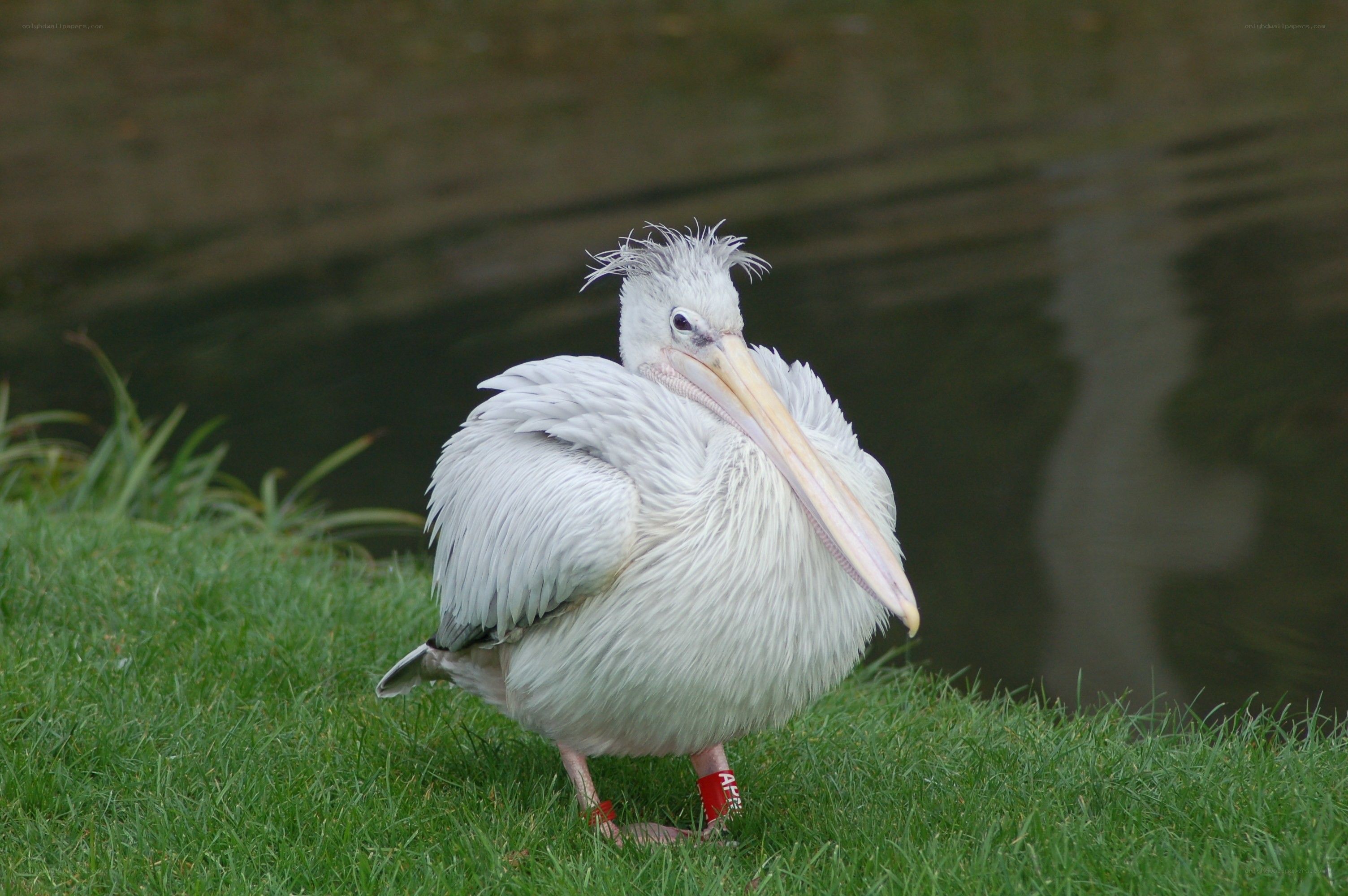 White pelican on grass