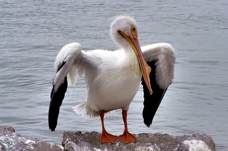 White Pelican on Rock