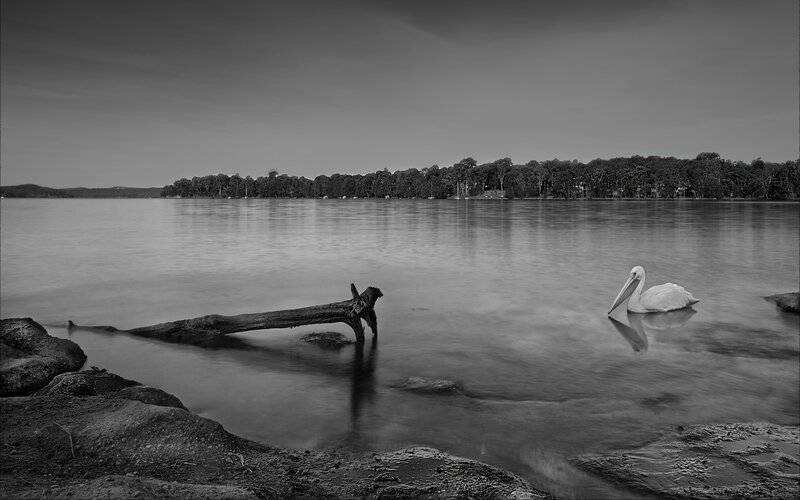 White Pelican on Water — Black