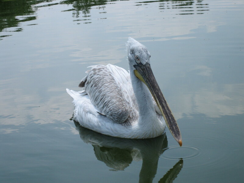 White Pelican on Water — Calm