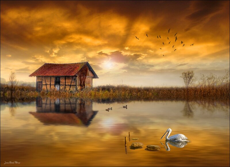 White Pelican on Water — Orange