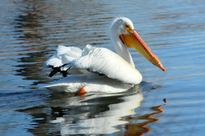 White Pelican on Water — Serene