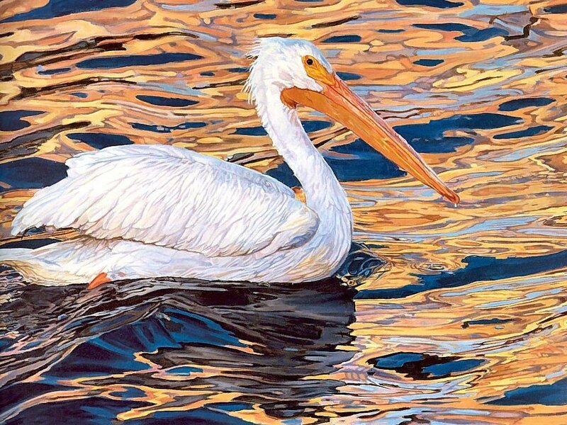 White pelican on water