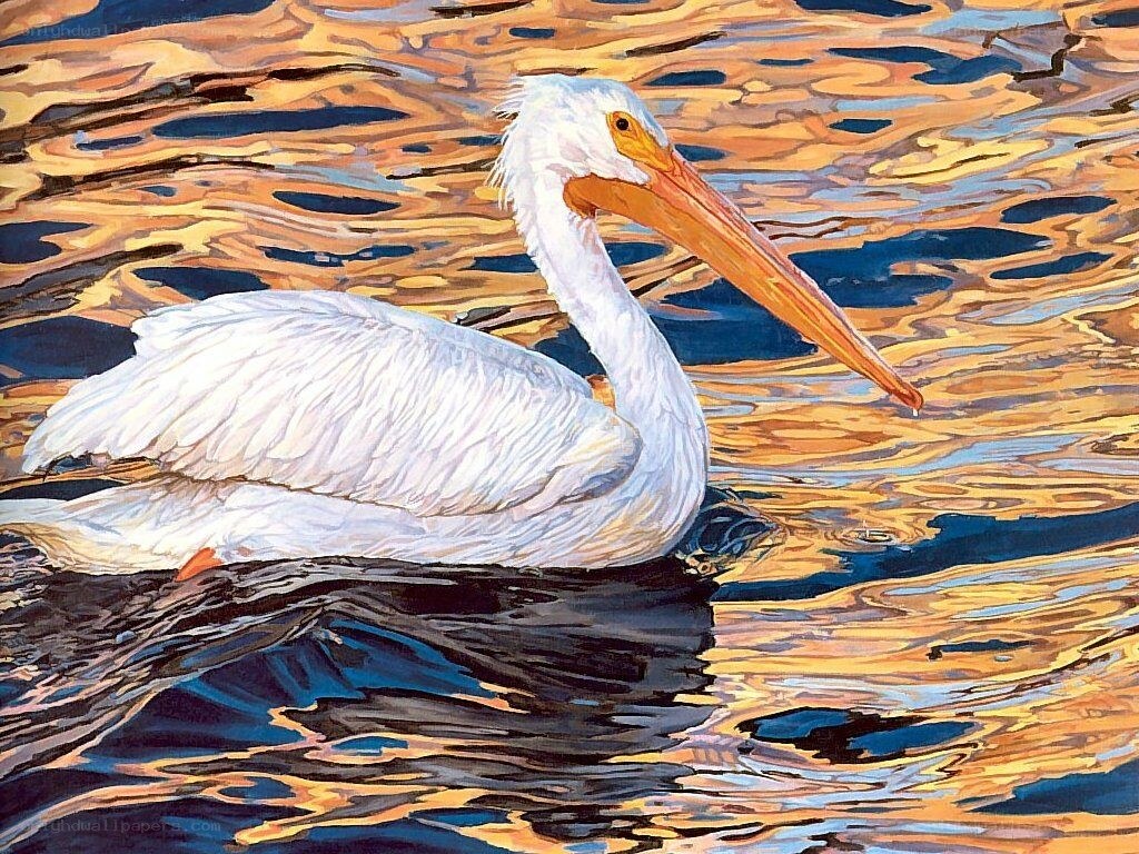 White pelican on water