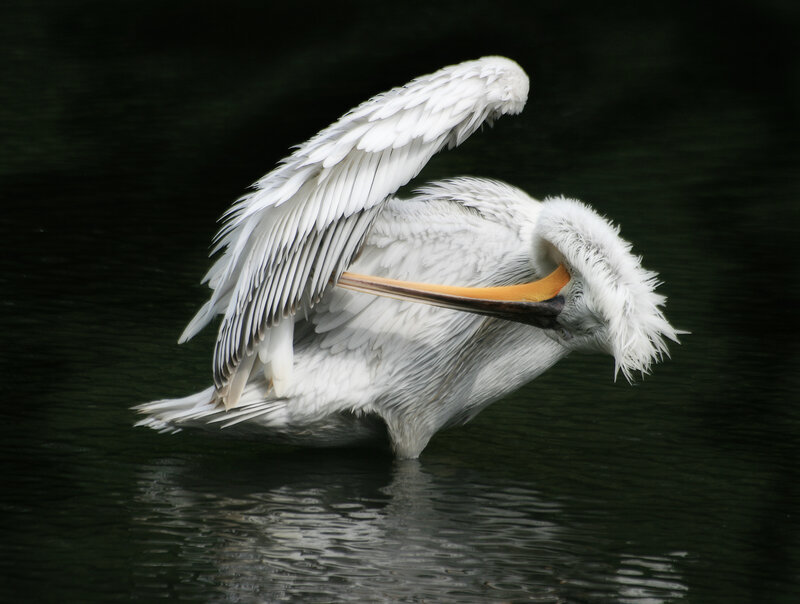 White Pelican Preening — Serene