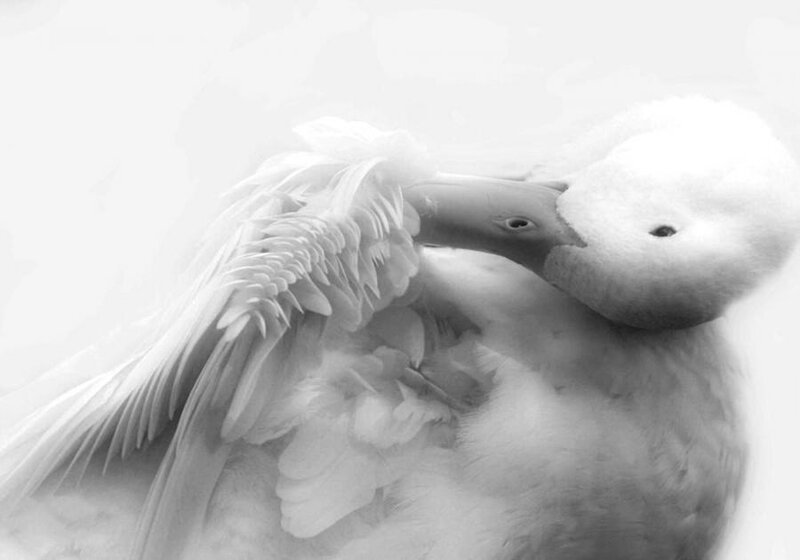 White Pelican Preening