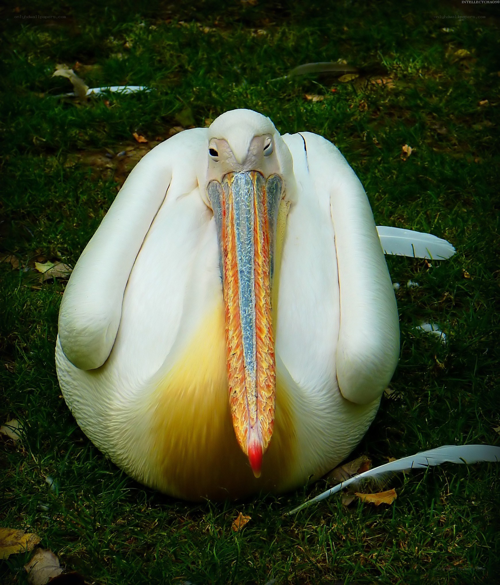 White pelican resting on grass