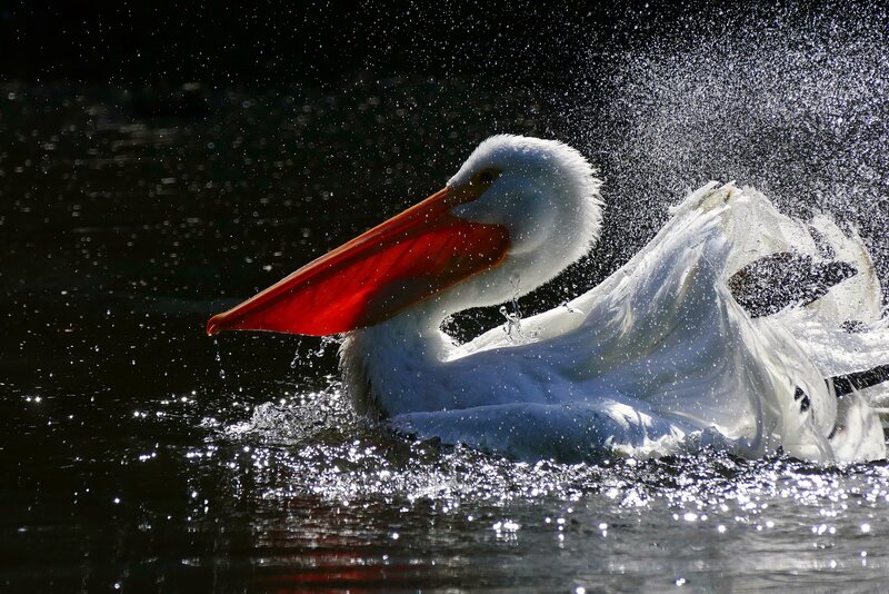 White Pelican Splashing