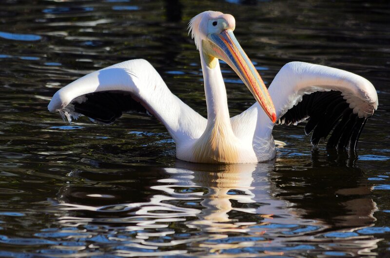 White Pelican Spreading Wings