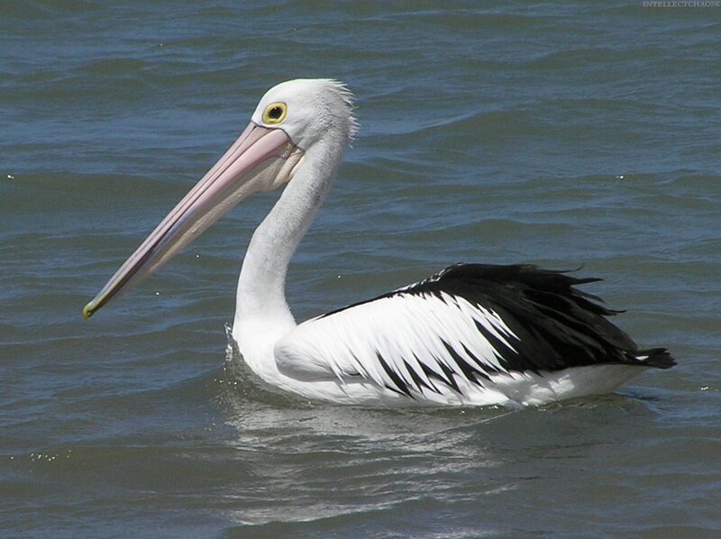 White Pelican Swimming — Calm