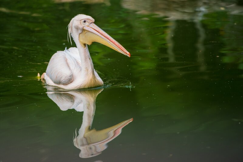 White Pelican Swimming
