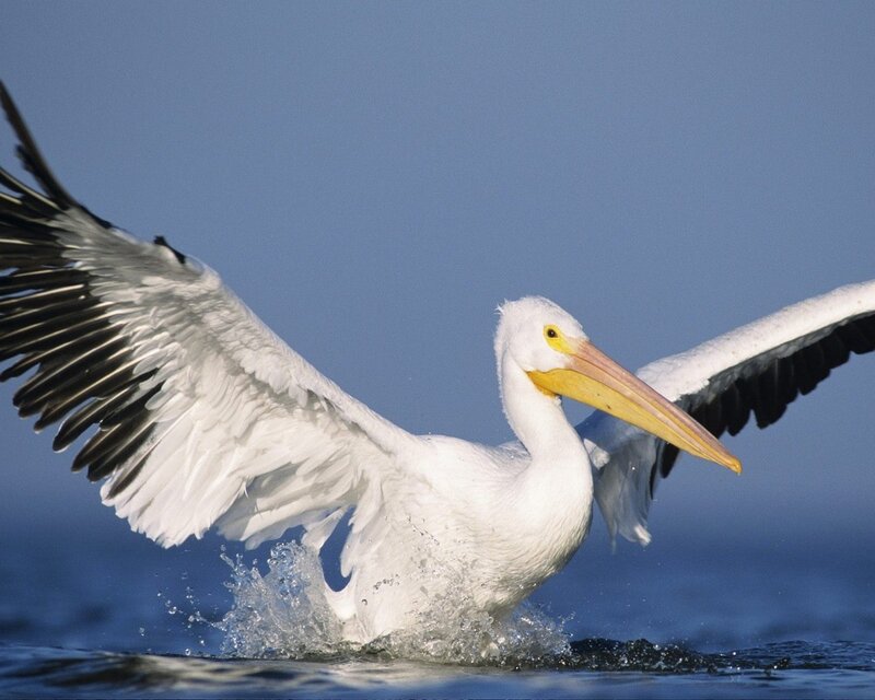 White pelican taking flight