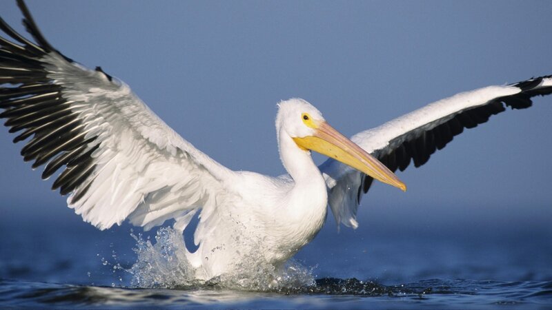 White pelican taking off from water