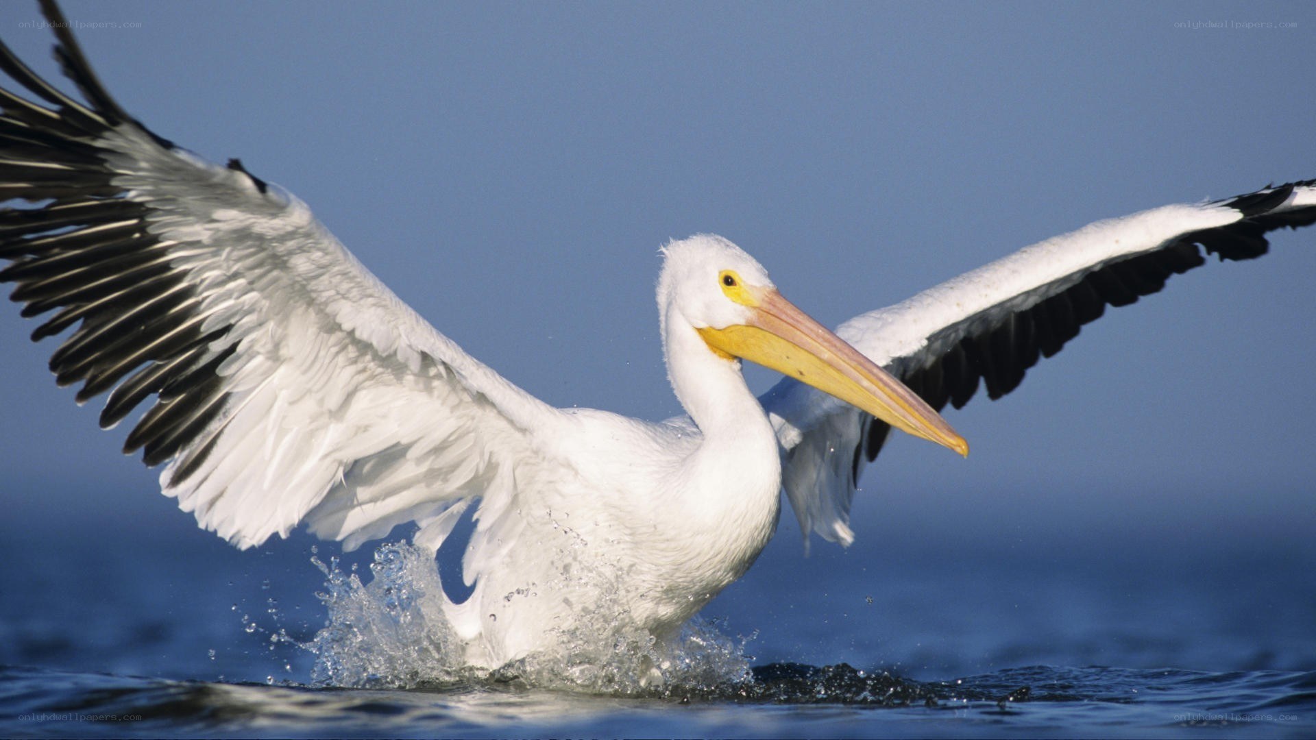 White pelican taking off from water