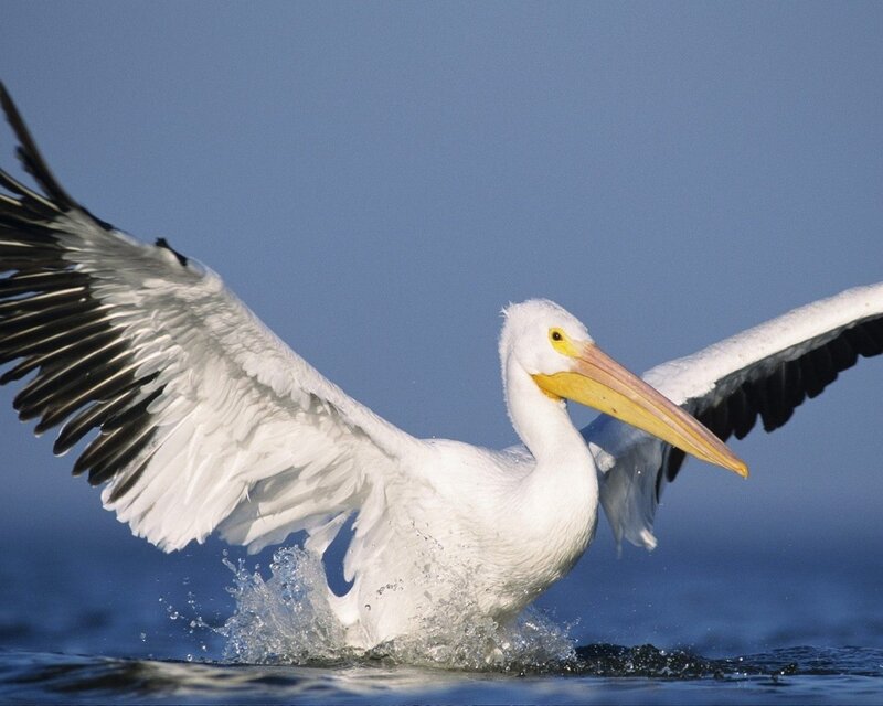 White Pelican Taking Off