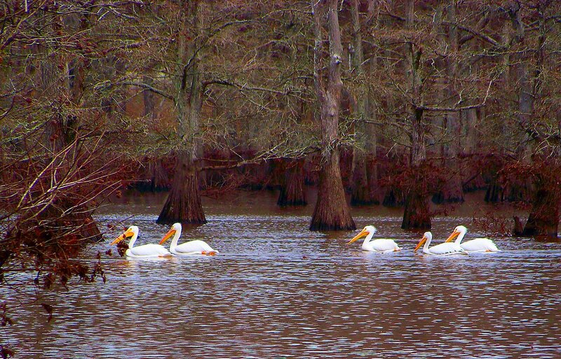 White Pelicans in Water — Brown