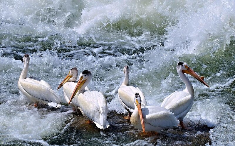 White Pelicans in Water — Dynamic