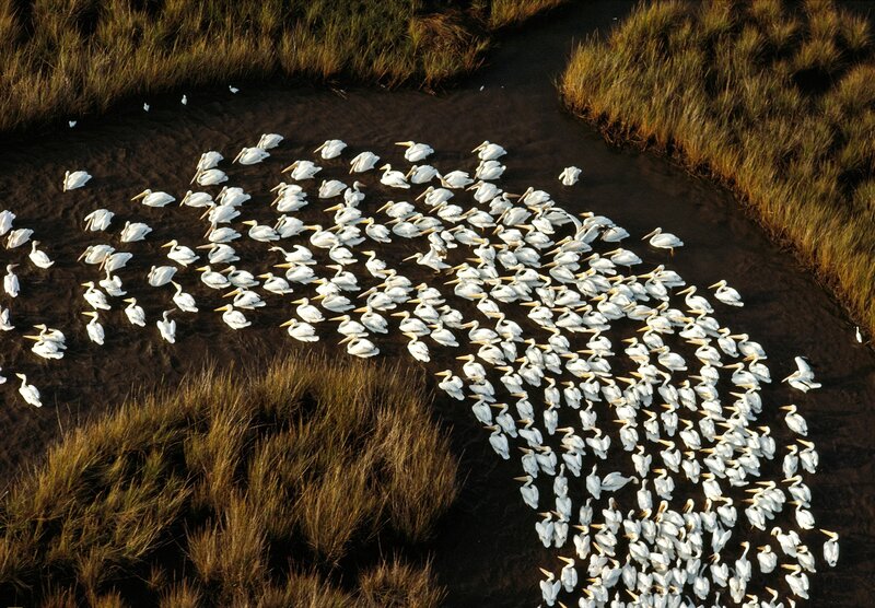White Pelicans in Water — Serene