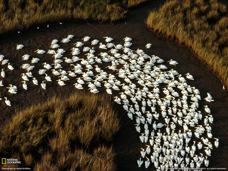 White Pelicans in Water