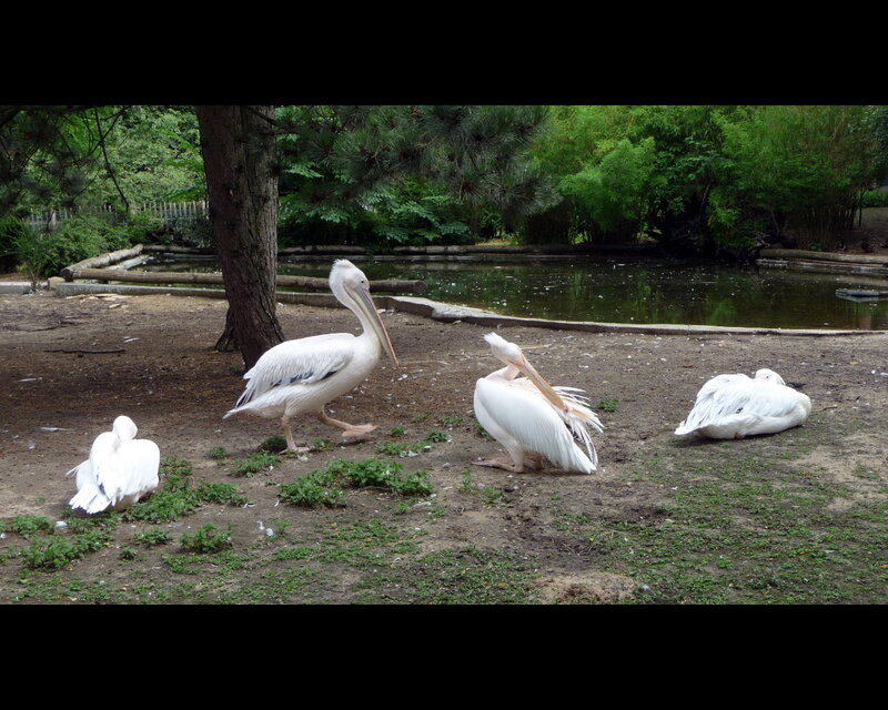 White Pelicans on Ground