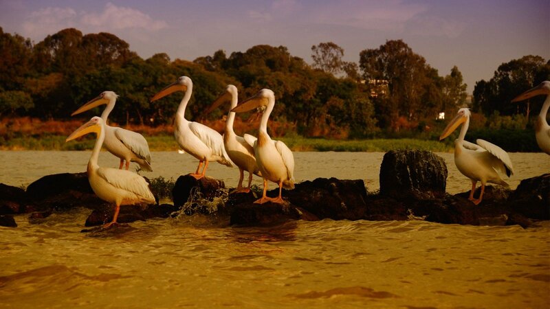 White Pelicans on Rocks