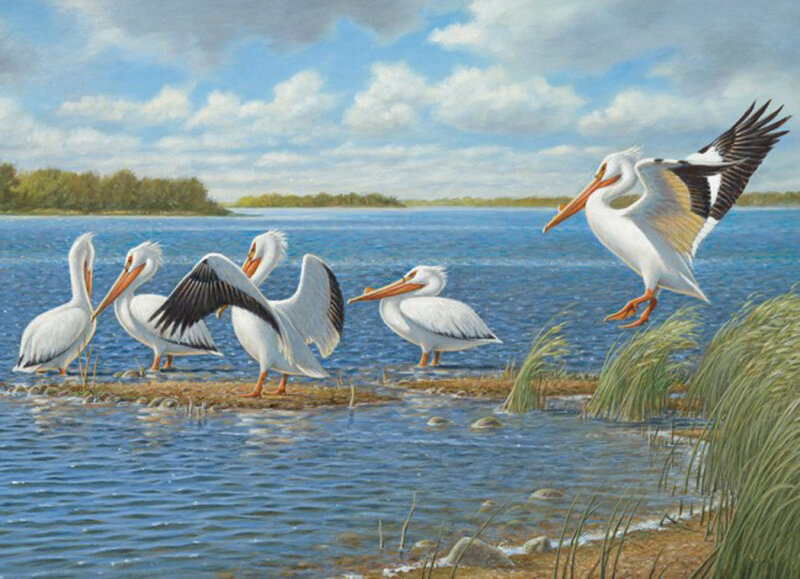 White Pelicans on Shore