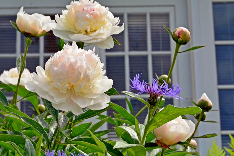 White Peonies and Purple Flower