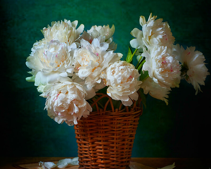 White Peonies in Basket — Serene, Photograph