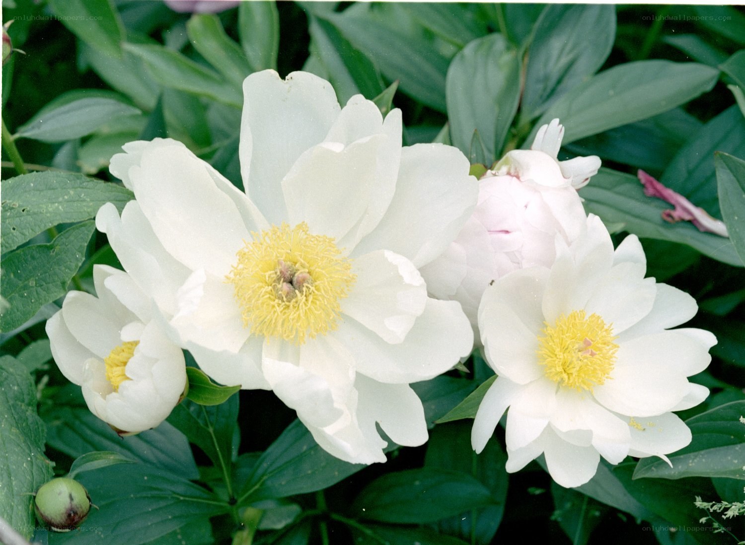 White peonies in bloom